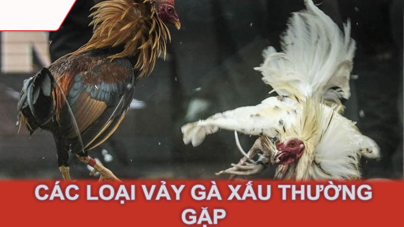 Các loại vảy gà xấu thường gặp