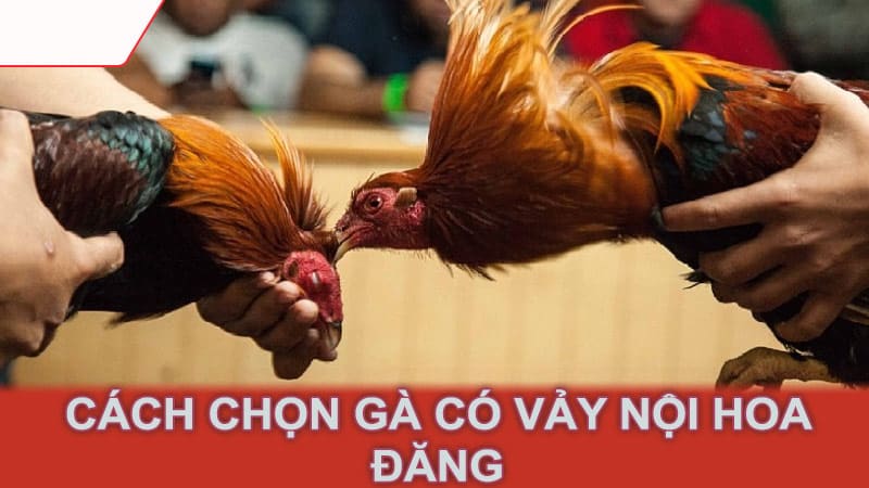 Cách chọn gà có vảy nội hoa đăng