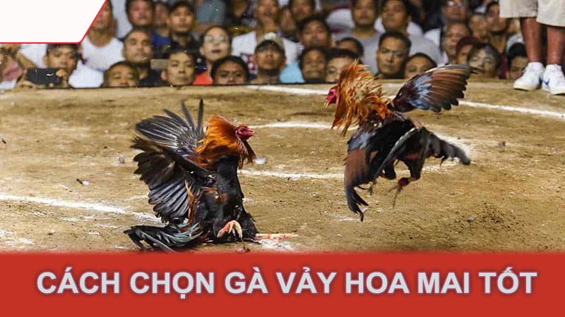 Cách chọn gà vảy hoa mai tốt