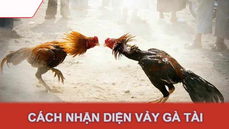 Cách nhận diện vảy gà tài