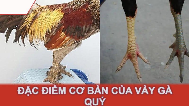 Đặc điểm cơ bản của vảy gà quý