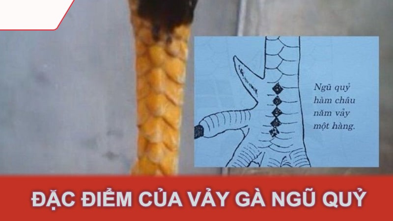 Đặc điểm của vảy gà ngũ quỷ