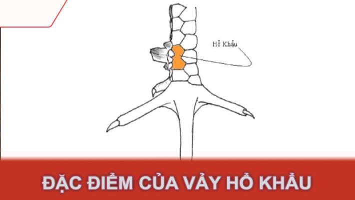 Đặc điểm của vảy hổ khẩu