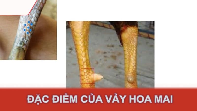 Đặc điểm của vảy hoa mai