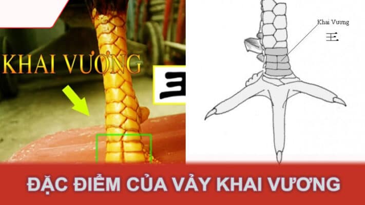 Đặc điểm của vảy khai vương