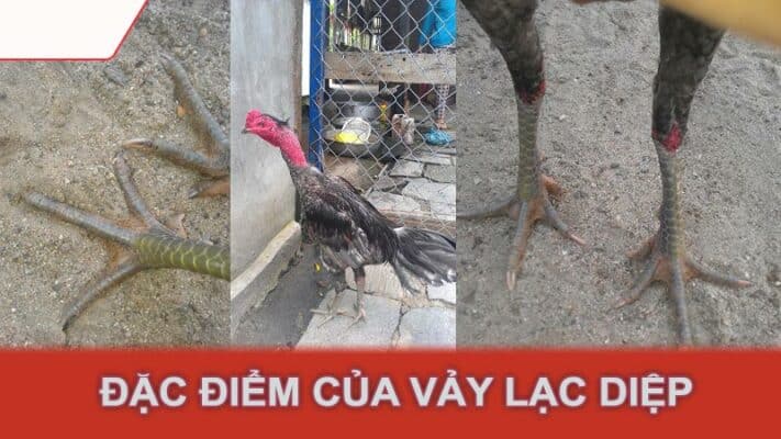 Đặc điểm của vảy lạc diệp