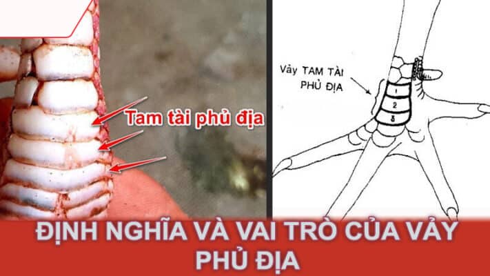 Định nghĩa và vai trò của vảy phủ địa