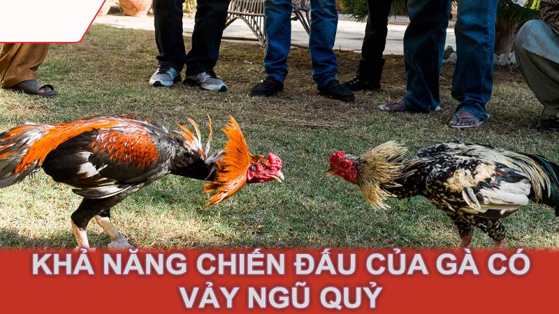 Khả năng chiến đấu của gà có vảy ngũ quỷ