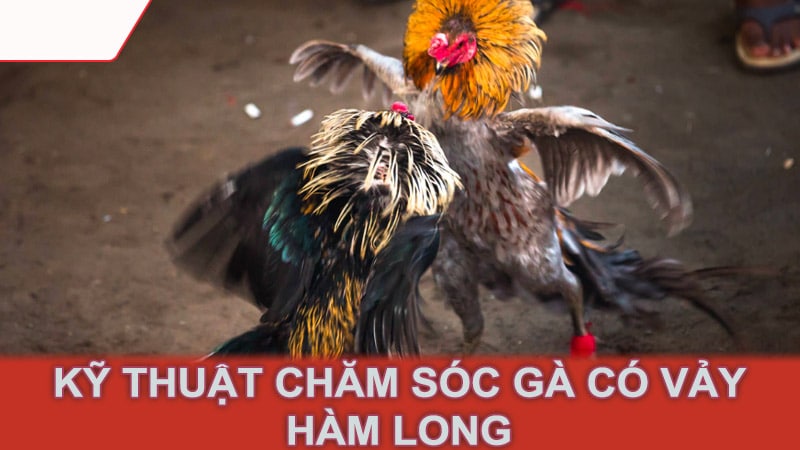 Kỹ thuật chăm sóc gà có vảy hàm long