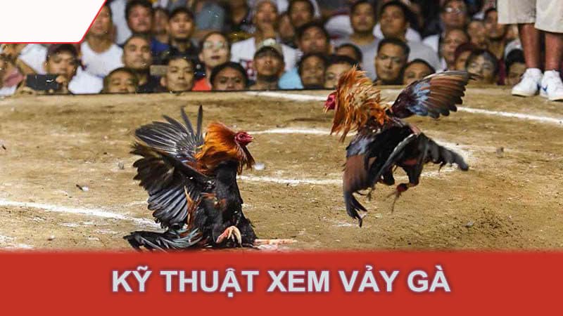 Kỹ thuật xem vảy gà