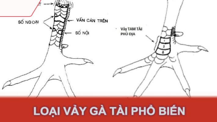 Loại vảy gà tài phổ biến