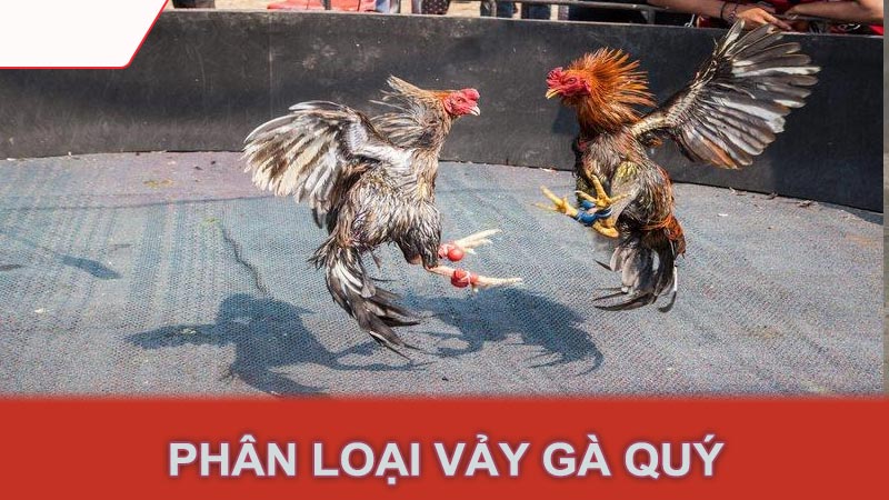 Phân loại vảy gà quý