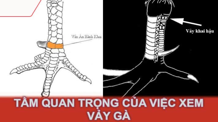 Tầm quan trọng của việc xem vảy gà