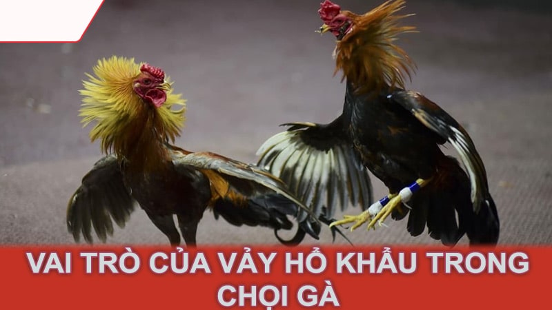 Vai trò của vảy hổ khẩu trong chọi gà