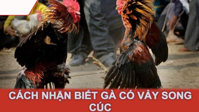 Cách nhận biết gà có vảy song cúc