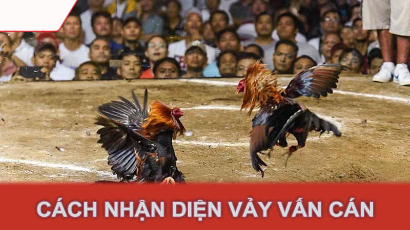 Cách nhận diện vảy vấn cán