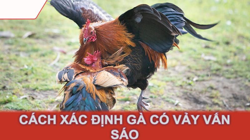 Cách Xác Định Gà Có Vảy Vấn Sáo