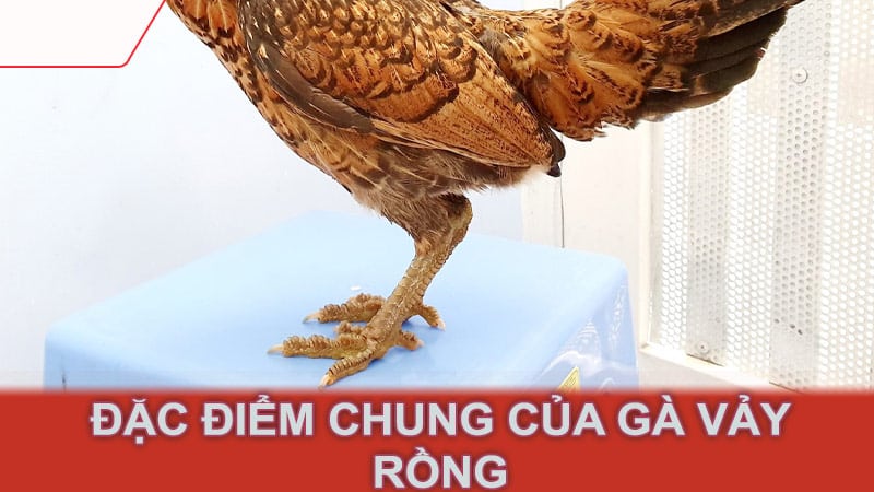 Đặc điểm chung của gà vảy rồng