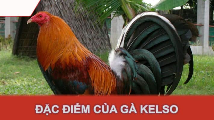 Đặc điểm của gà Kelso