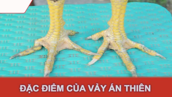 Đặc điểm của vảy án thiên