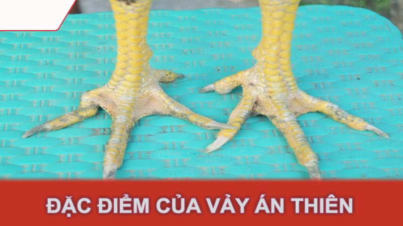 Đặc điểm của vảy án thiên