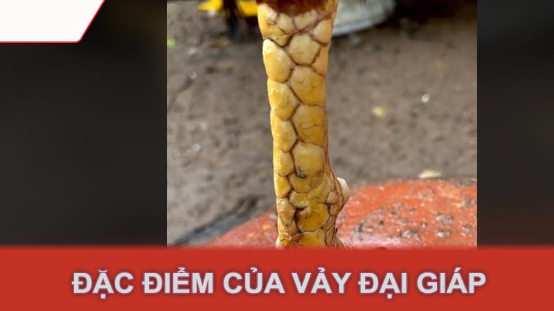 Đặc Điểm Của Vảy Đại Giáp