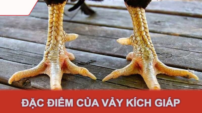 Đặc điểm của vảy kích giáp