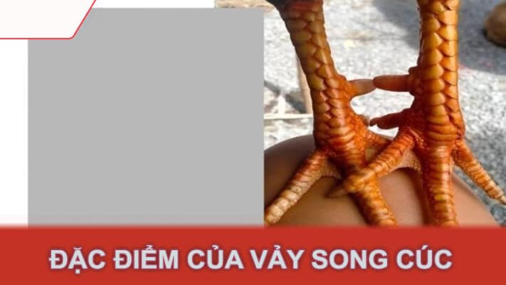 Đặc điểm của vảy song cúc