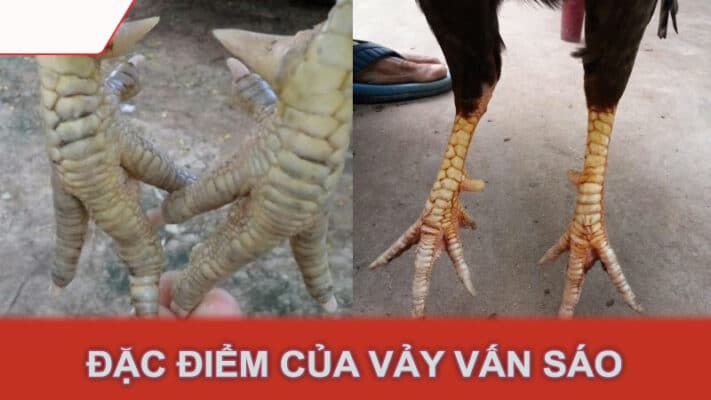 Đặc Điểm Của Vảy Vấn Sáo