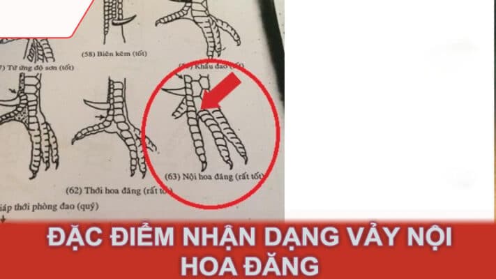 Đặc điểm nhận dạng vảy nội hoa đăng