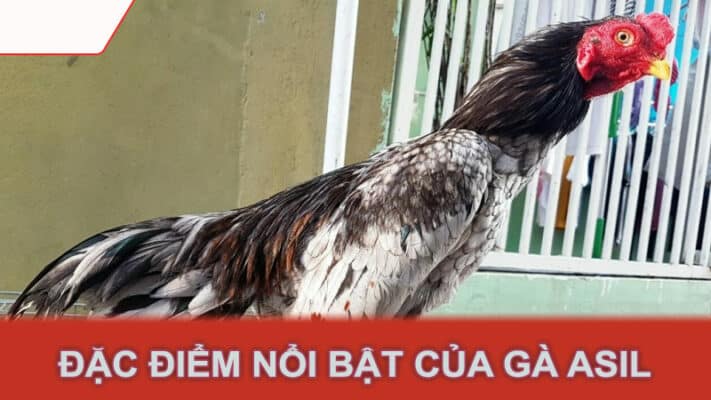 Đặc điểm nổi bật của gà Asil