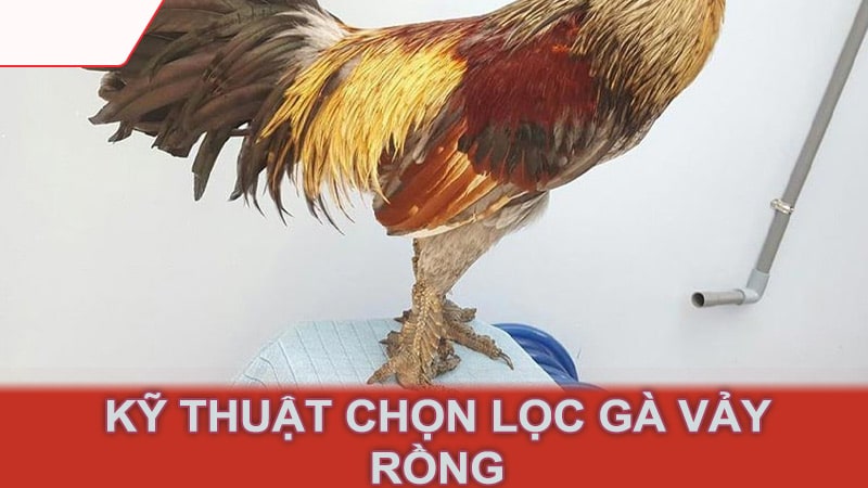 Kỹ thuật chọn lọc gà vảy rồng