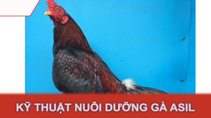 Kỹ thuật nuôi dưỡng gà Asil