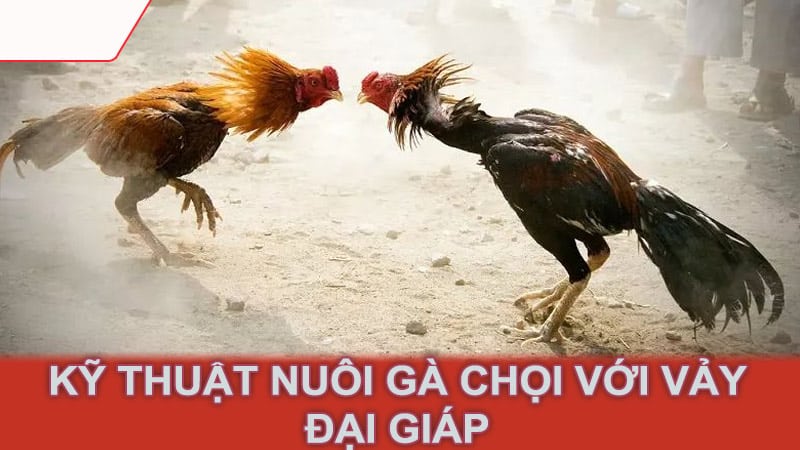 Kỹ Thuật Nuôi Gà Chọi Với Vảy Đại Giáp