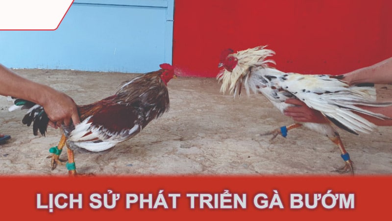 Lịch sử phát triển gà bướm