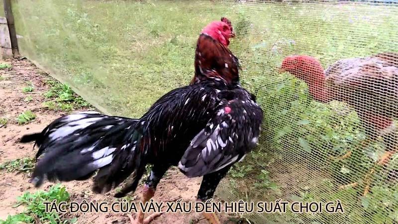 Tác động của vảy xấu đến hiệu suất chọi gà