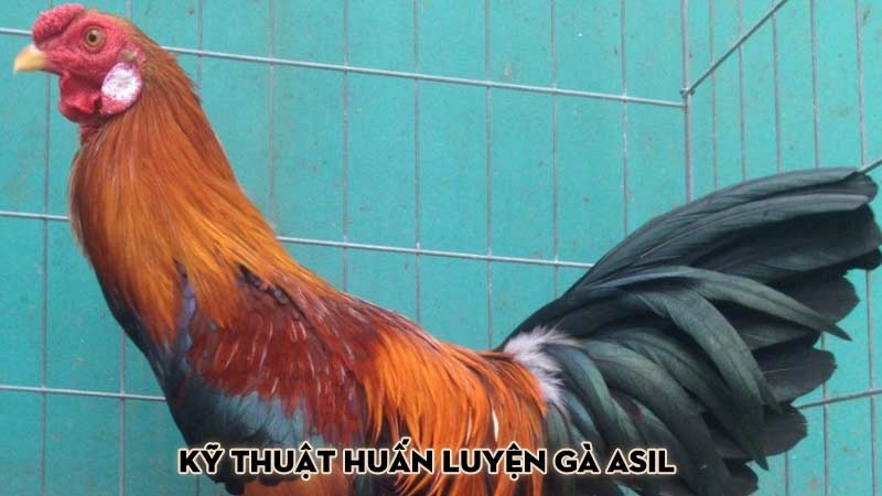 Kỹ thuật huấn luyện gà Asil