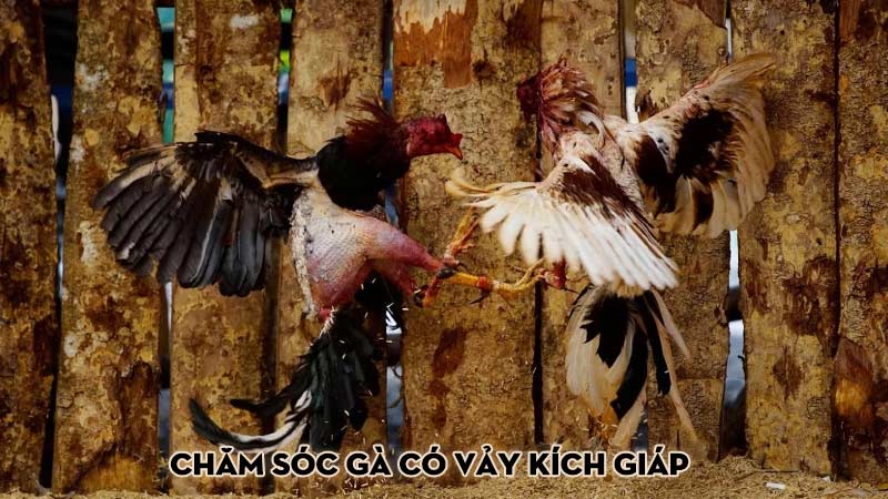 Chăm sóc gà có vảy kích giáp