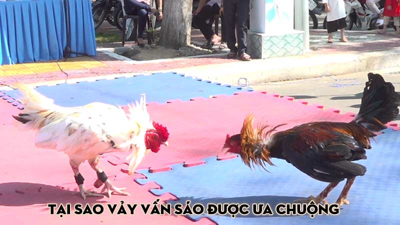 Tại Sao Vảy Vấn Sáo Được Ưa Chuộng