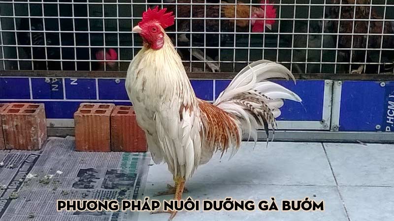 Phương pháp nuôi dưỡng gà bướm