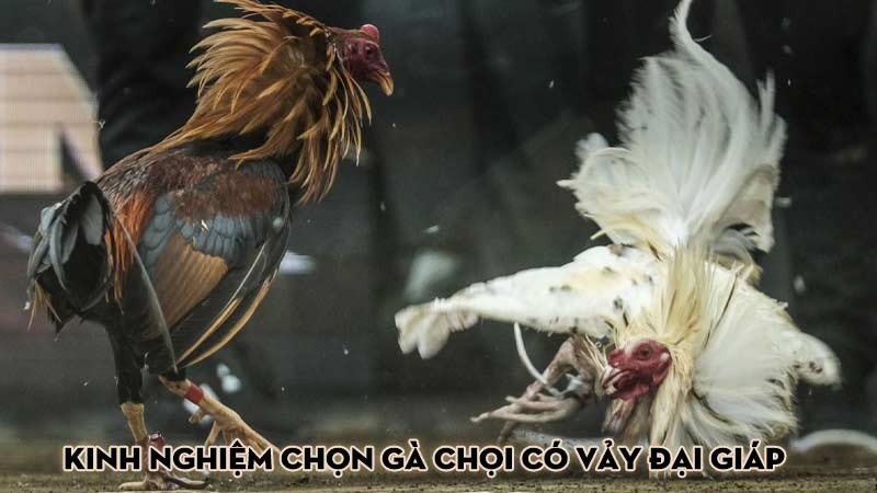 Kinh Nghiệm Chọn Gà Chọi Có Vảy Đại Giáp