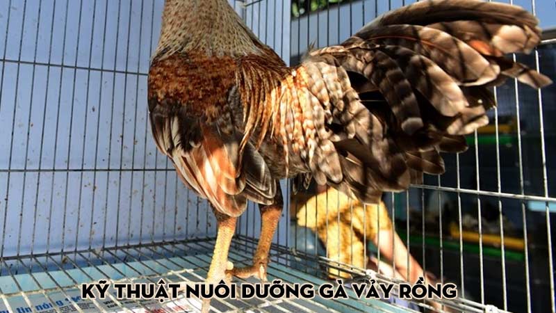 Kỹ thuật nuôi dưỡng gà vảy rồng