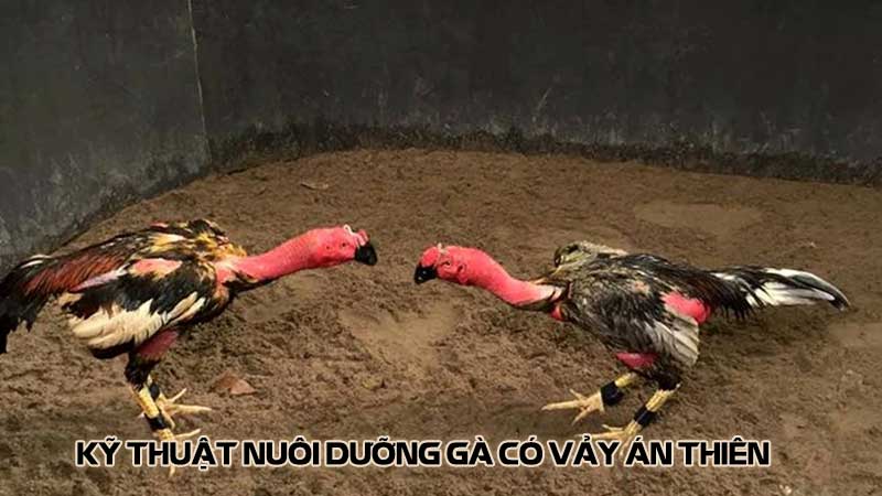 Kỹ thuật nuôi dưỡng gà có vảy án thiên