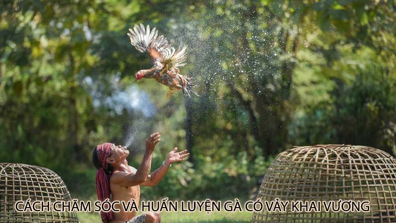 Cách chăm sóc và huấn luyện gà có vảy khai vương