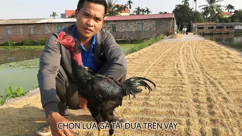 Chọn lựa gà tài dựa trên vảy