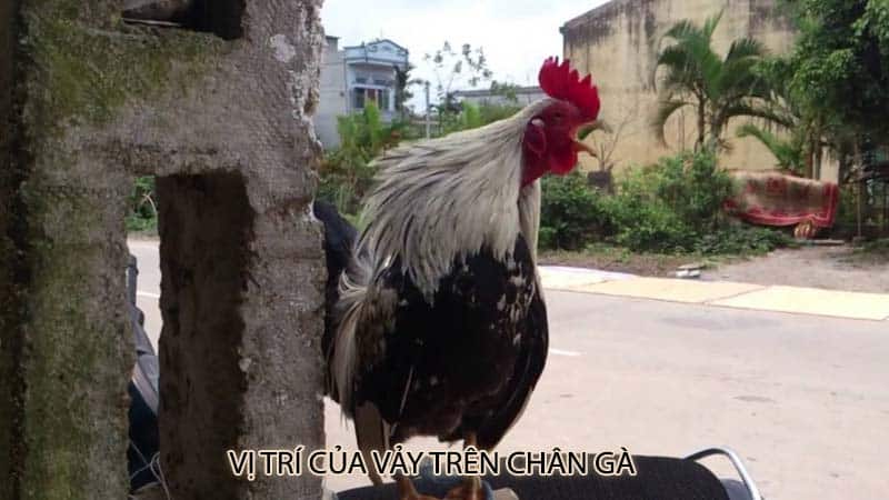 Vị trí của vảy trên chân gà