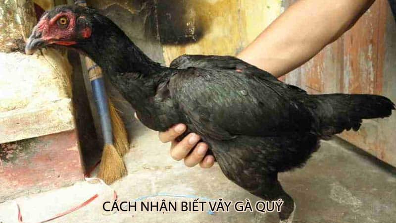 Cách nhận biết vảy gà quý