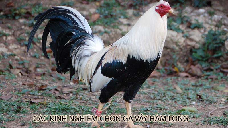 Các kinh nghiệm chọn gà vảy hàm long