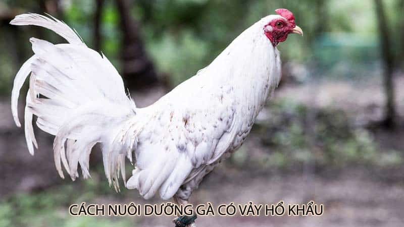 Cách nuôi dưỡng gà có vảy hổ khẩu