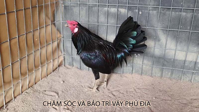 Chăm sóc và bảo trì vảy phủ địa